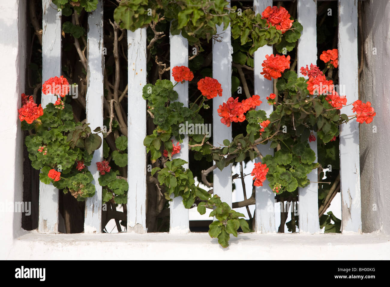 Gerani rossi che crescono attraverso recinzione bianca a Oia sull'isola di Santorini, Grecia Foto Stock