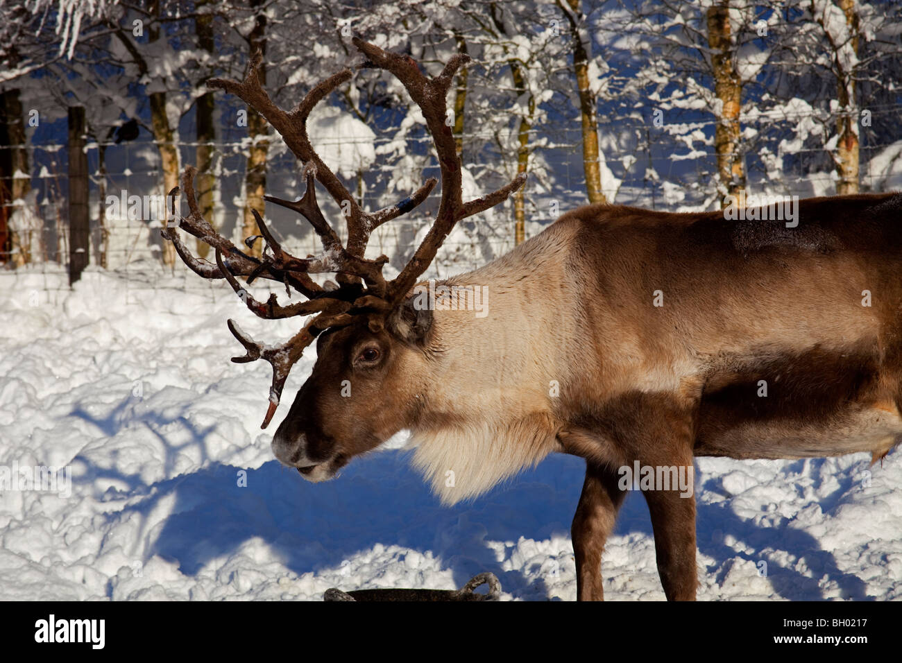 La renna in coperta di neve paddock Glenmore Centro di renne, Scozia UK Europa Foto Stock