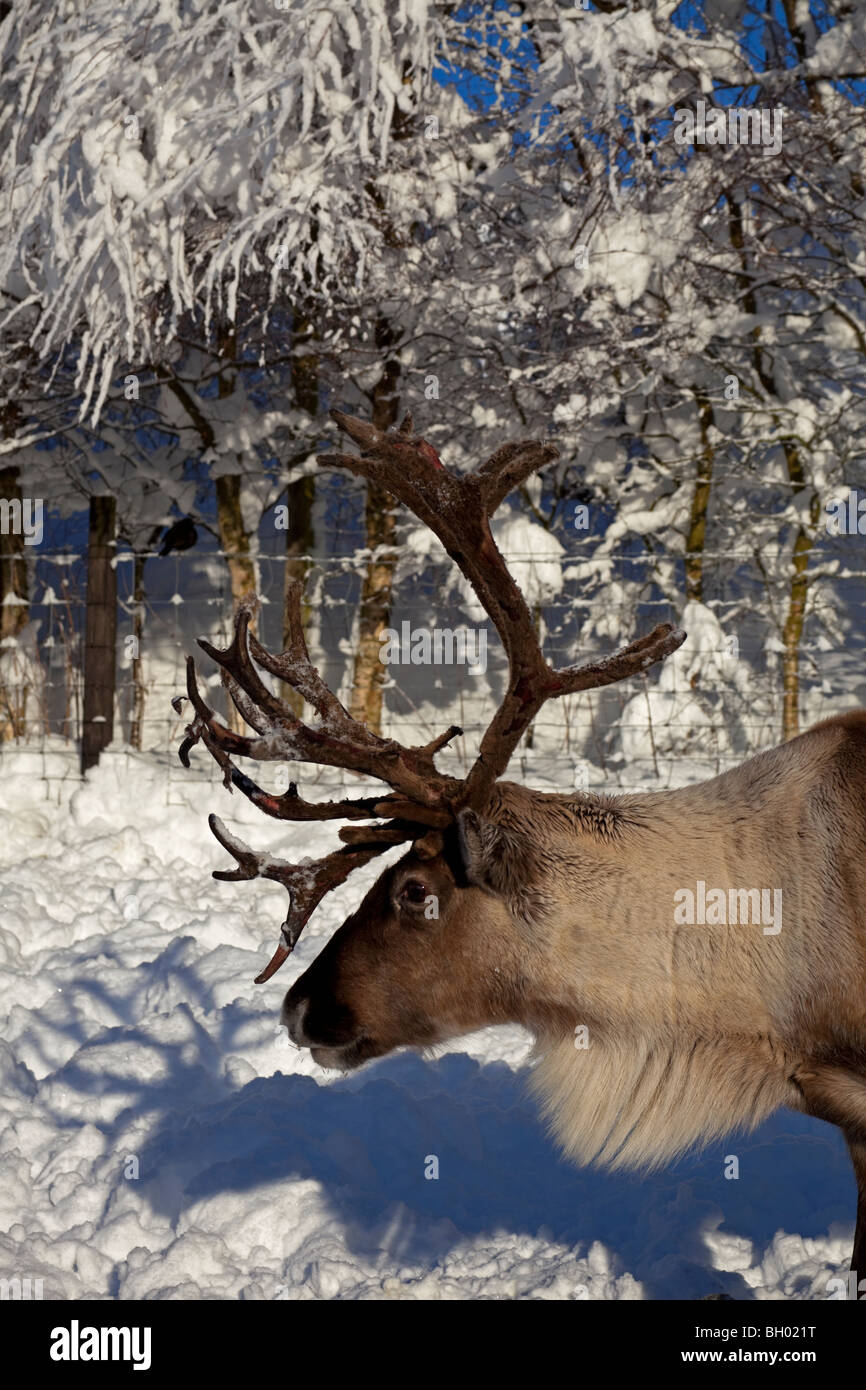 La renna in coperta di neve paddock Glenmore Centro di renne, Scozia UK Europa Foto Stock