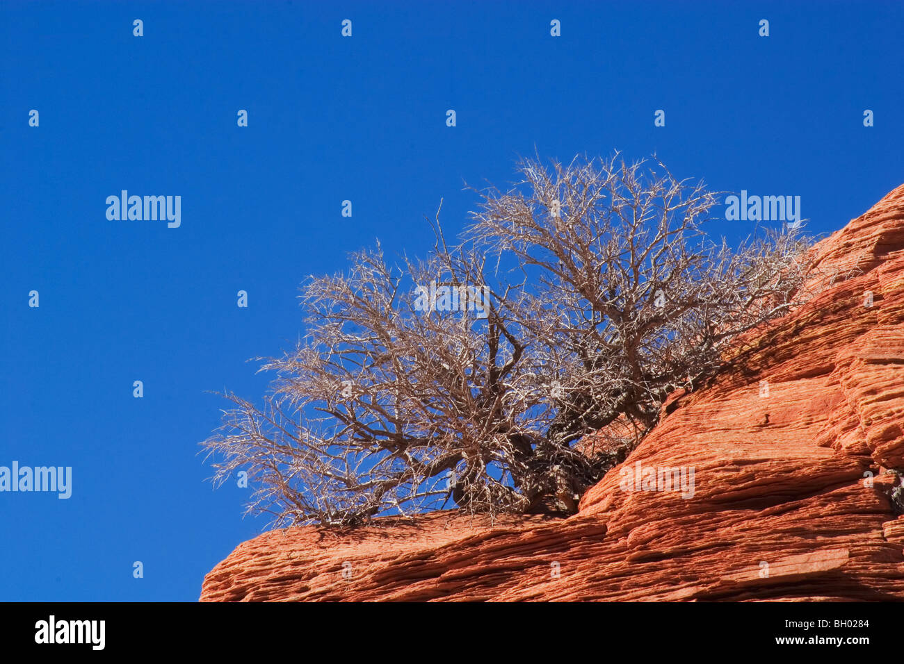 Formazione Slickrock, Coyote Buttes area del Paria Canyon, Vermilion Cliffs Wilderness, Arizona. Foto Stock