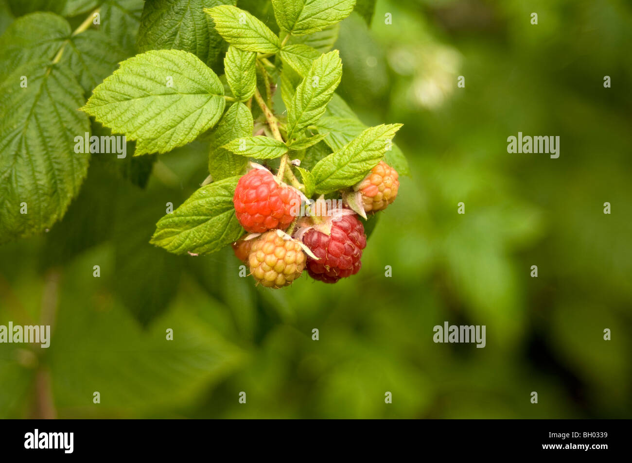 Close up di lamponi (Rubus idaeus) che cresce su un riparto grafico che mostra entrambe mature e frutti immaturi Foto Stock