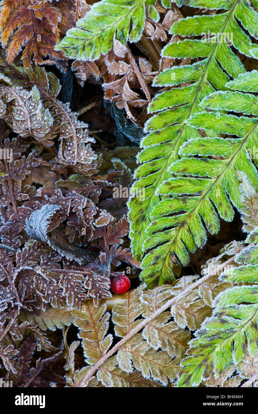 Foglie di felce e altre foglie appassite in frost. Un rosso rowanberry sul terreno Foto Stock