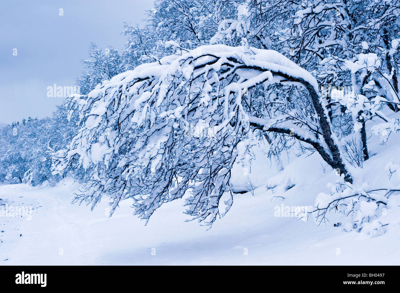 Un albero sospeso verso il basso a causa del carico di neve. Foto Stock