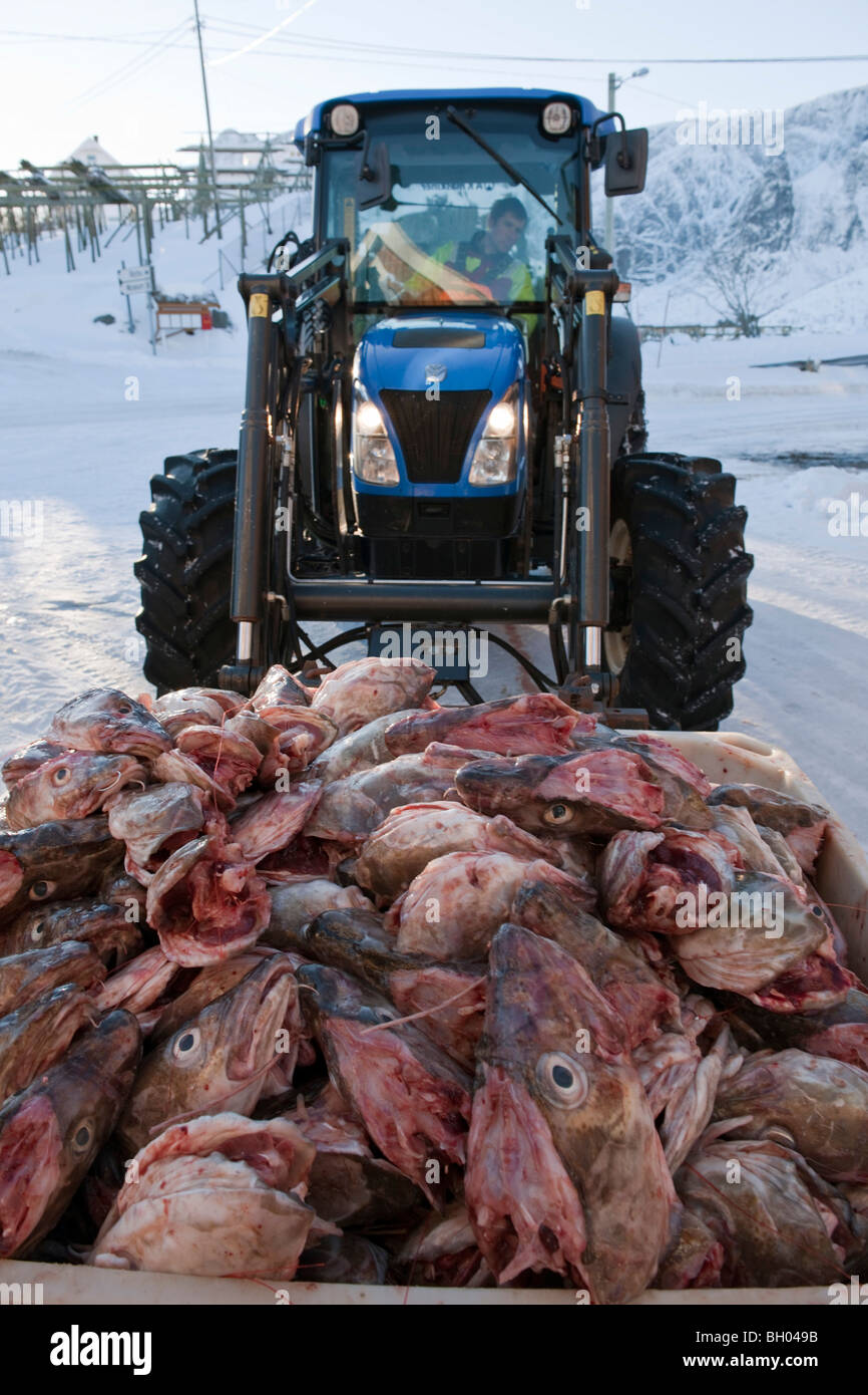 Una vasca di teste di pesce dal merluzzo venga sollevata da un trattore. Sakrisoy nei, isole Lofoten, a nord della Norvegia Foto Stock