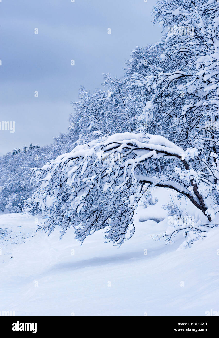 Un albero sospeso verso il basso a causa del carico di neve. Foto Stock