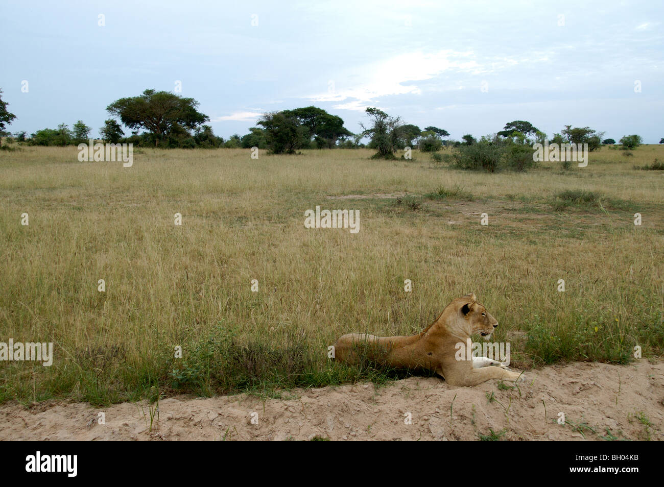 Leonessa stabiliscono in Africa Foto Stock