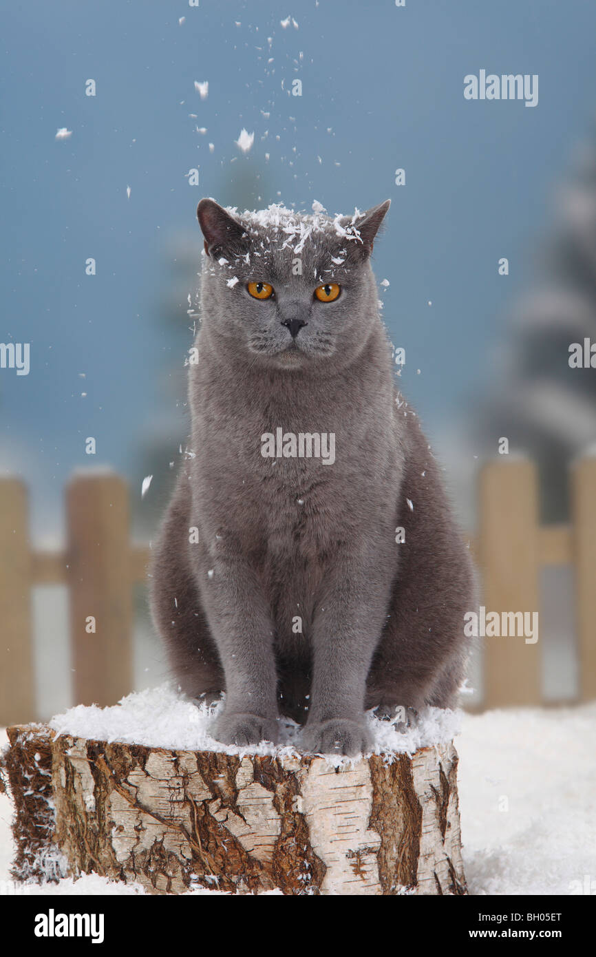 British Shorthair Cat, blu, tomcat Foto Stock