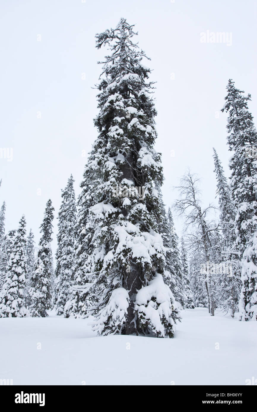 Riisitunturi Lapponia Finlandia Snow Landscape Nordland inverno Foto Stock