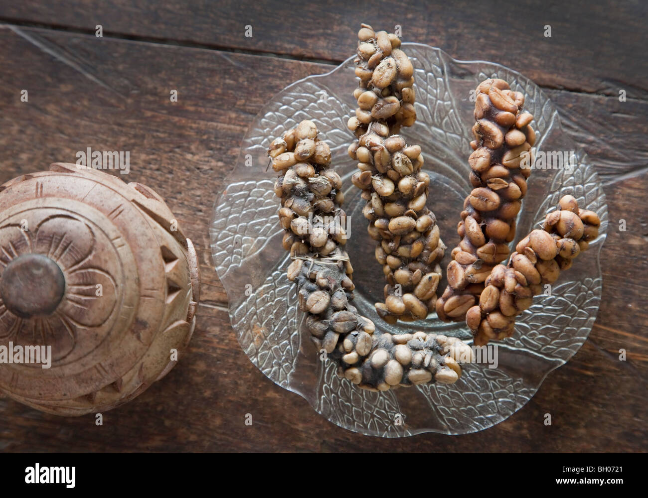 Bali caffè, zibetto cat poo, civets sono molto selettivi quando mangiare i chicchi di caffè, solo prendendo il meglio quelli di qualità. Foto Stock