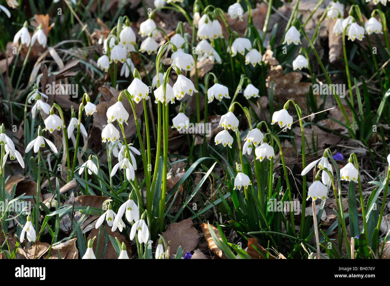 Il simbolo del fiocco di neve di primavera (leucojum vernum) e comuni snowdrop (Galanthus nivalis) Foto Stock