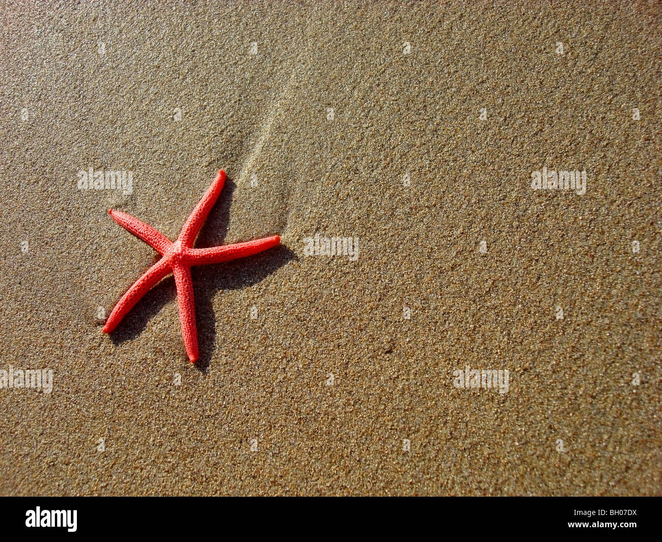 Una luminosa stella rosa pesce guscio su una spiaggia di sabbia fine. Foto Stock