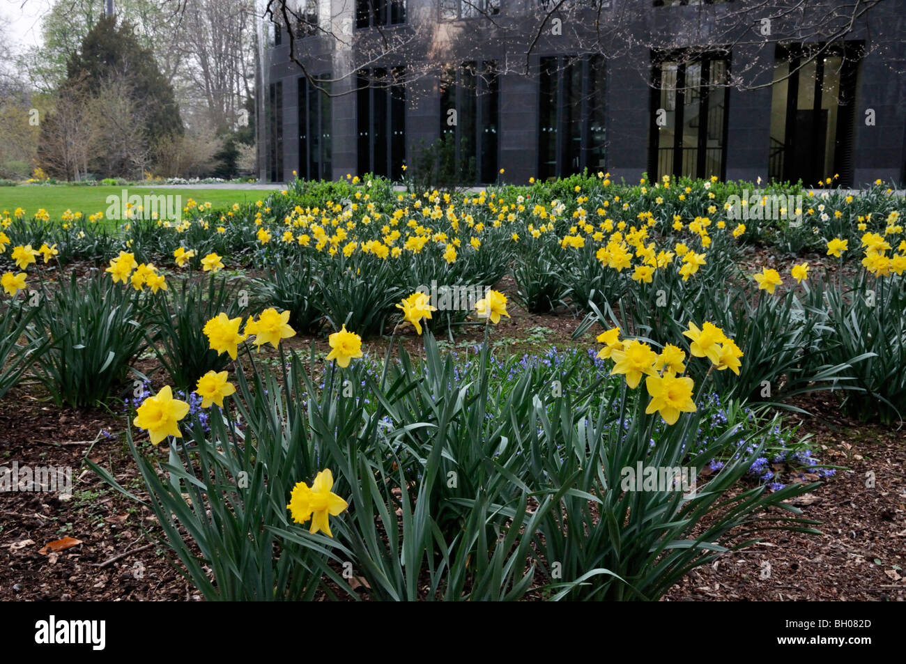 I narcisi selvatici (Narcissus pseudonarcissus) al presidente federale dell'ufficio, Berlino, Germania Foto Stock