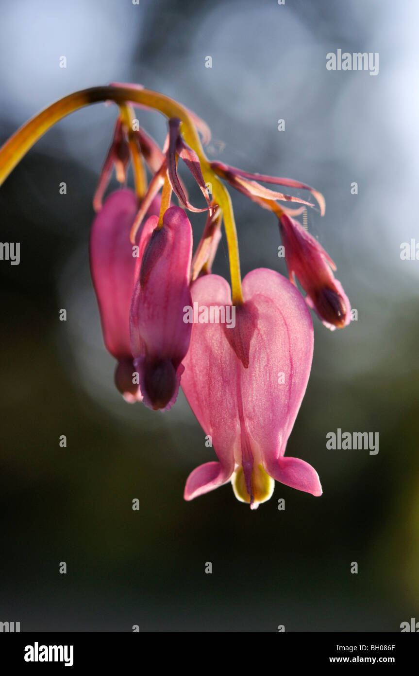 Orlata spurgo cuore (dicentra eximia) Foto Stock