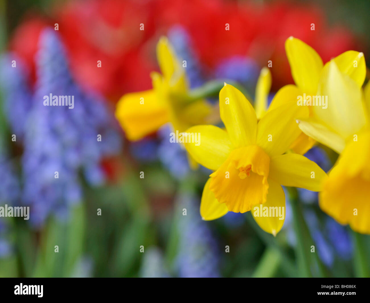 Ciclamino a fiore daffodil (Narcissus cyclamineus "tête à tête') Foto Stock