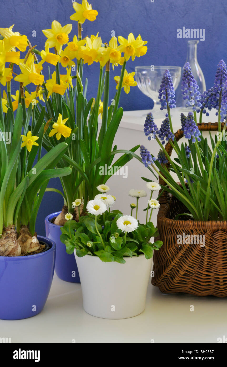 Ciclamino a fiore daffodil (Narcissus cyclamineus "tête à tête'), armena giacinto di uva (Muscari armeniacum) e comuni daisy (bellis perennis) Foto Stock