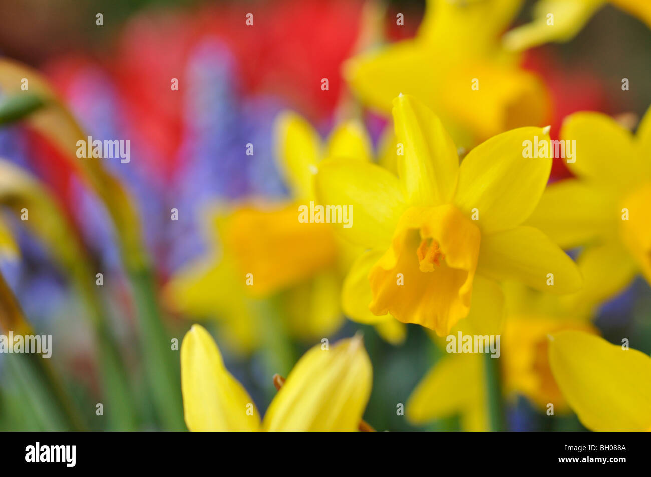 Ciclamino a fiore daffodil (Narcissus cyclamineus "tête à tête') Foto Stock