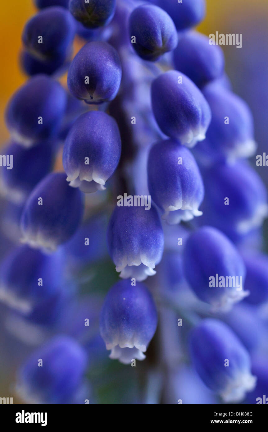 Armeno giacinto di uva (Muscari armeniacum) Foto Stock