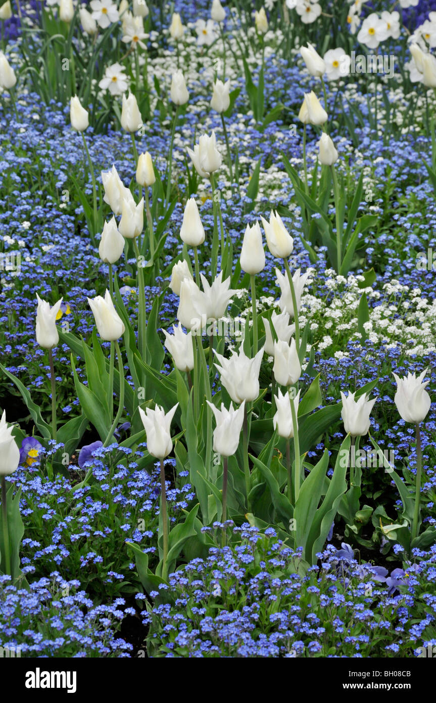 I tulipani (tulipa) e dimenticare me not (myosotis) Foto Stock