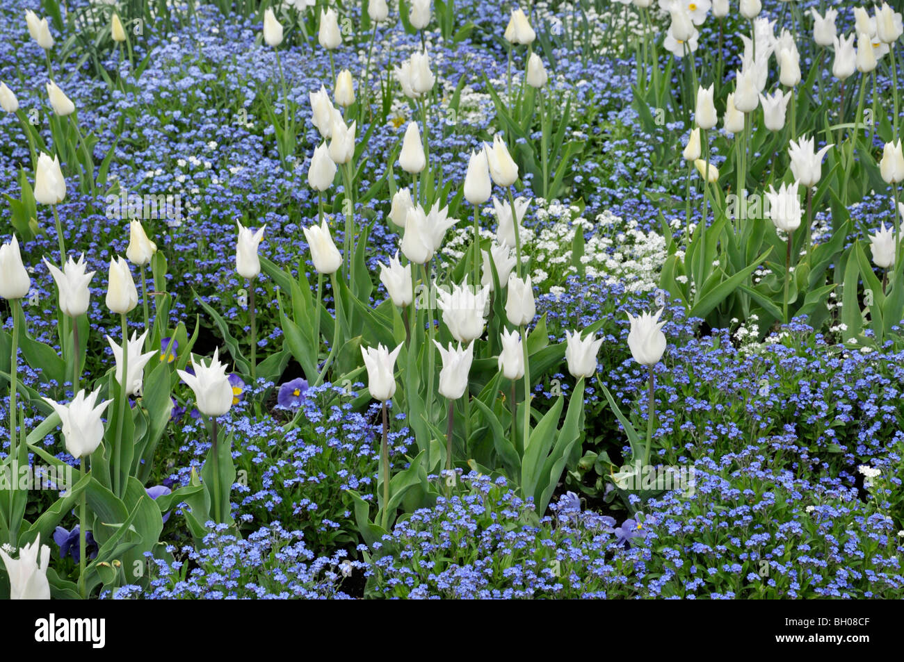 I tulipani (Tulipa) e dimenticare me not (Myosotis) Foto Stock