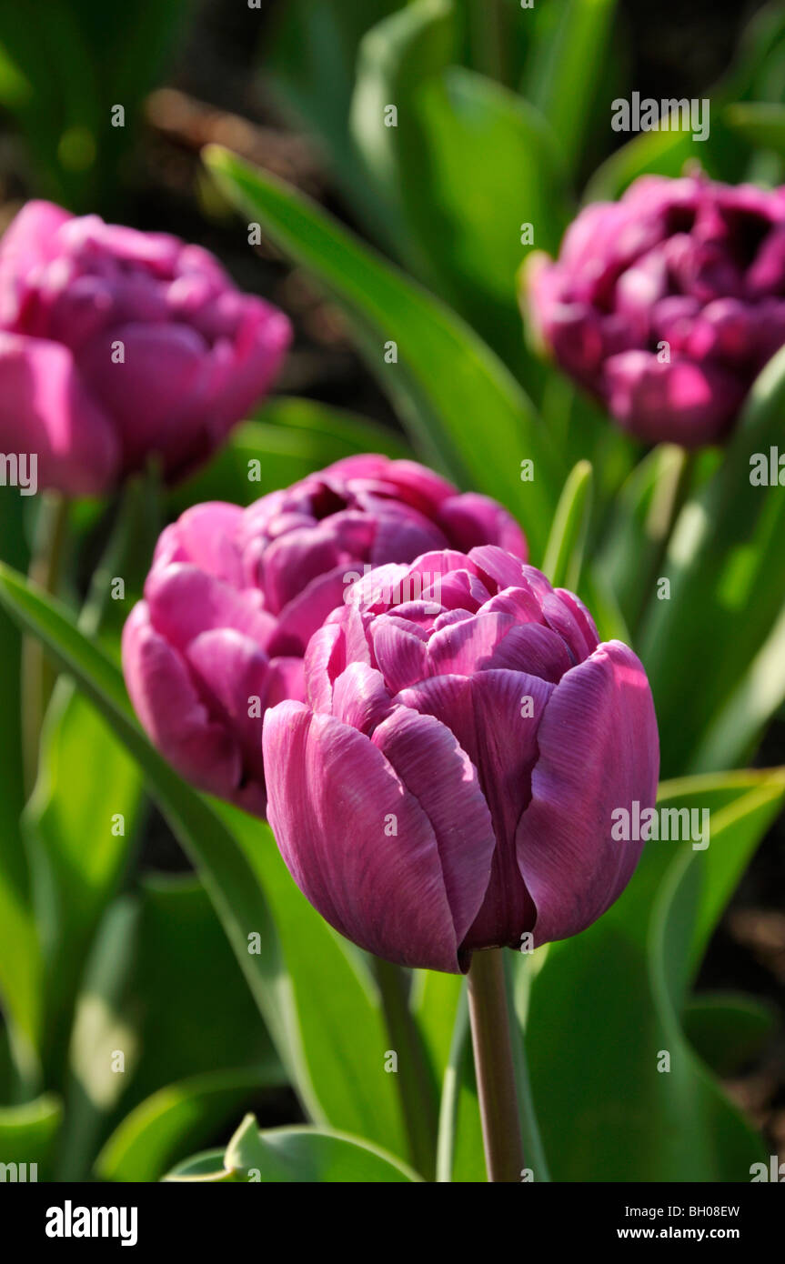 Double fine tulip (tulipa diamante blu) Foto Stock
