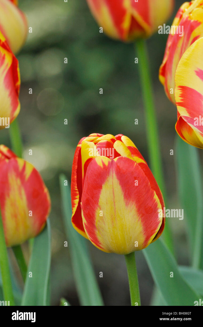 Darwin tulip (tulipa apeldoorn's elite) Foto Stock