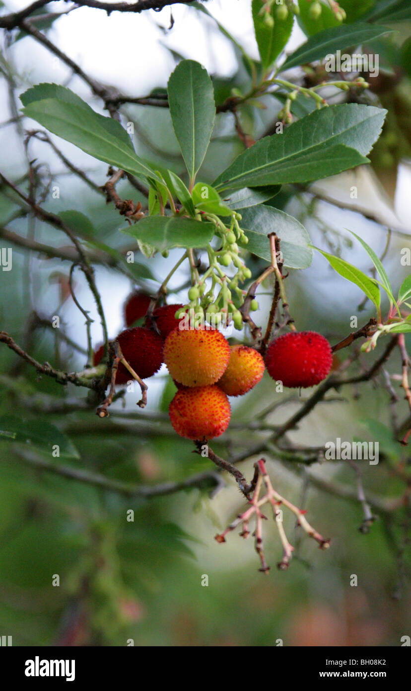 Corbezzolo (Arbutus unedo 'Foliatile King', Ericaceae Foto Stock