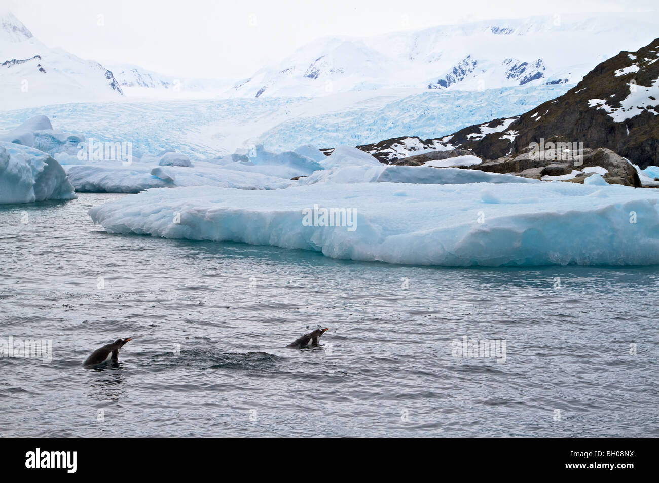 I pinguini Gentoo 'porpoising', Penisola antartica. Foto Stock