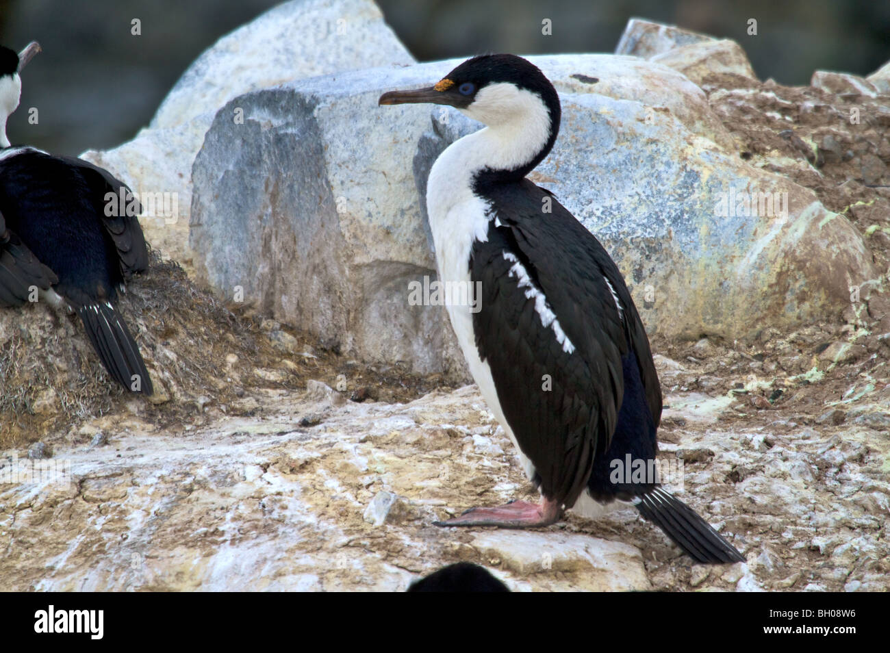 Rock shags (Phalacrocorax magellanicus) sul nido, Petermann Island, l'Antartide. Foto Stock