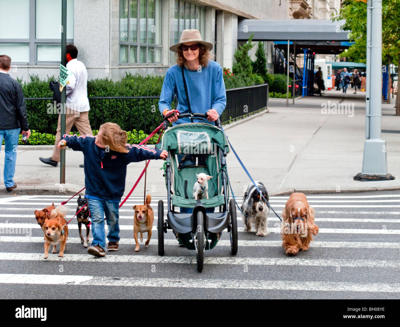 Un professionista dog walker gestisce sette pooches come lei attraversa la Quinta Avenue a Manhattan, NY City. Un cane ha preso il suo figlio il p Foto Stock