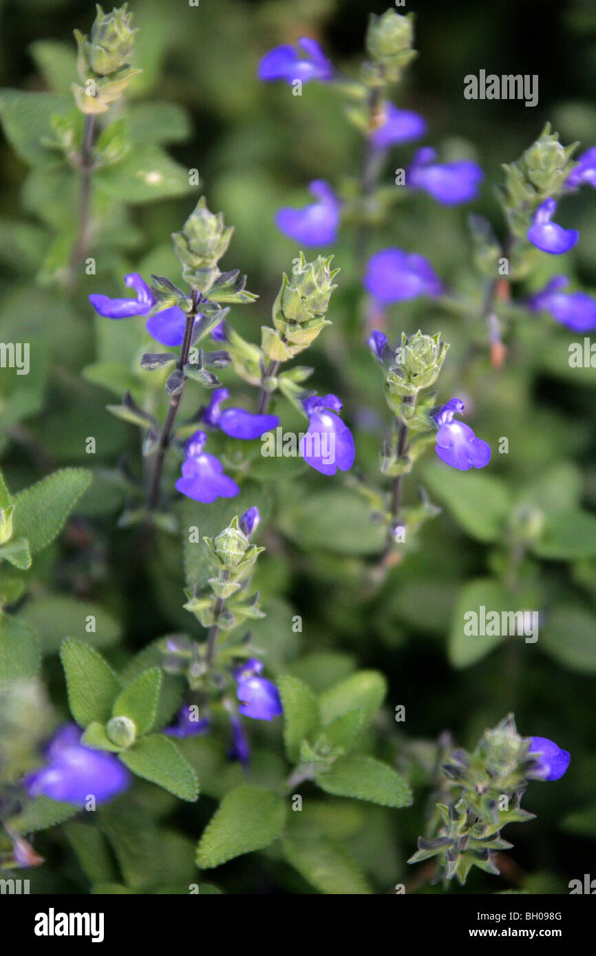 Blue Oak Salvia, Germander Sage, messicano Blue Sage, Salvia chamaedryoides, Lippenblütler (Lamiaceae), a nord est del Messico Foto Stock