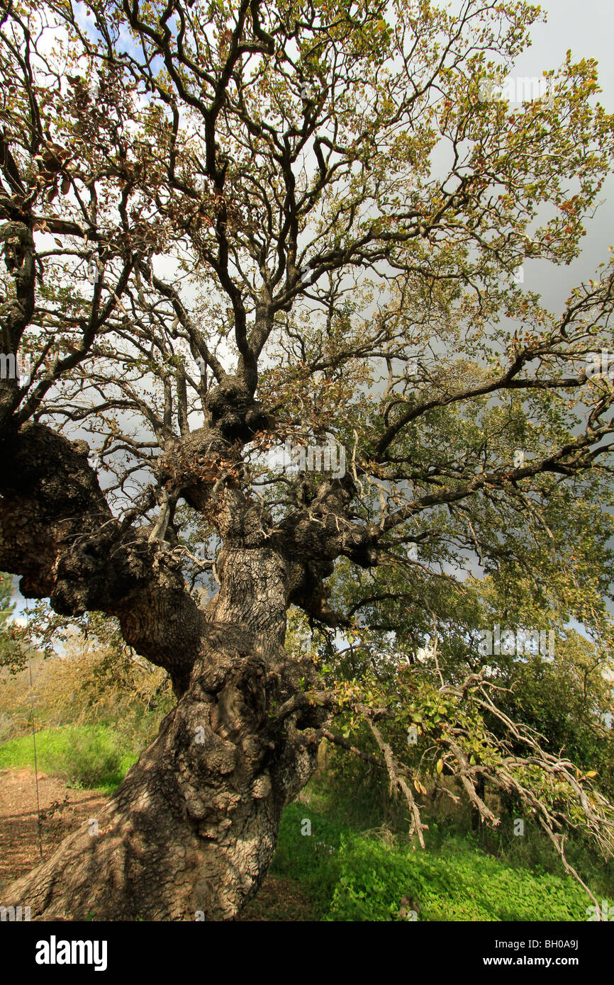Israele, Bassa Galilea, Monte Tabor Oak at Alon Tavor Campo scuola Foto Stock