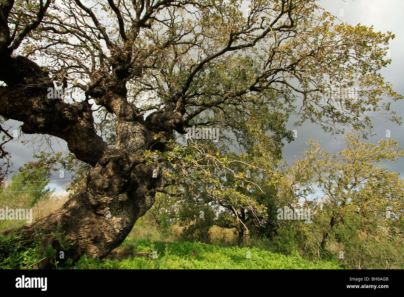 Israele, Bassa Galilea, Monte Tabor Oak at Alon Tavor Campo scuola Foto Stock