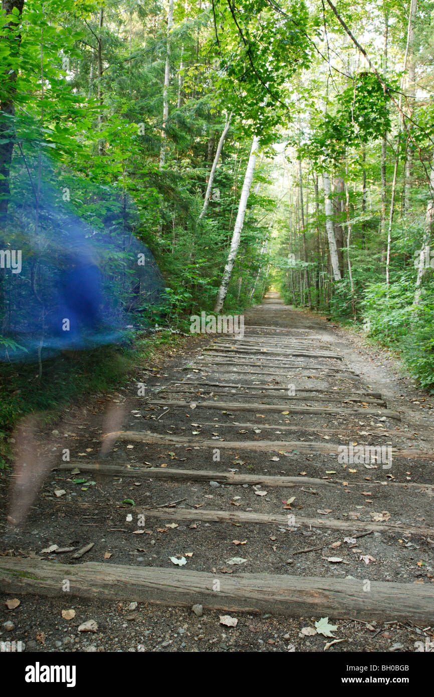 Escursionista su Lincoln Woods Trail a Lincoln, New Hampshire USA Foto Stock