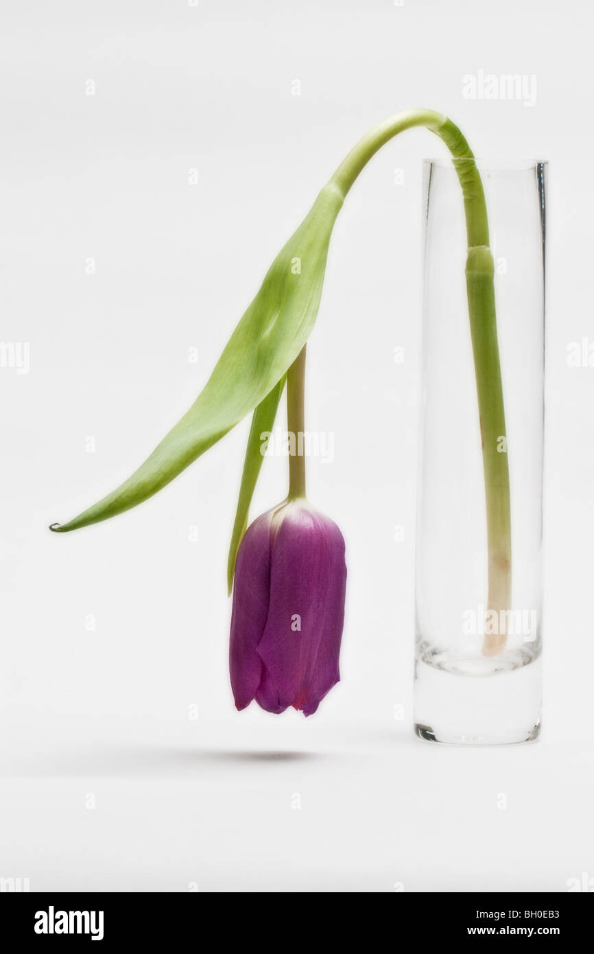 Tulip nel vaso di vetro Foto Stock