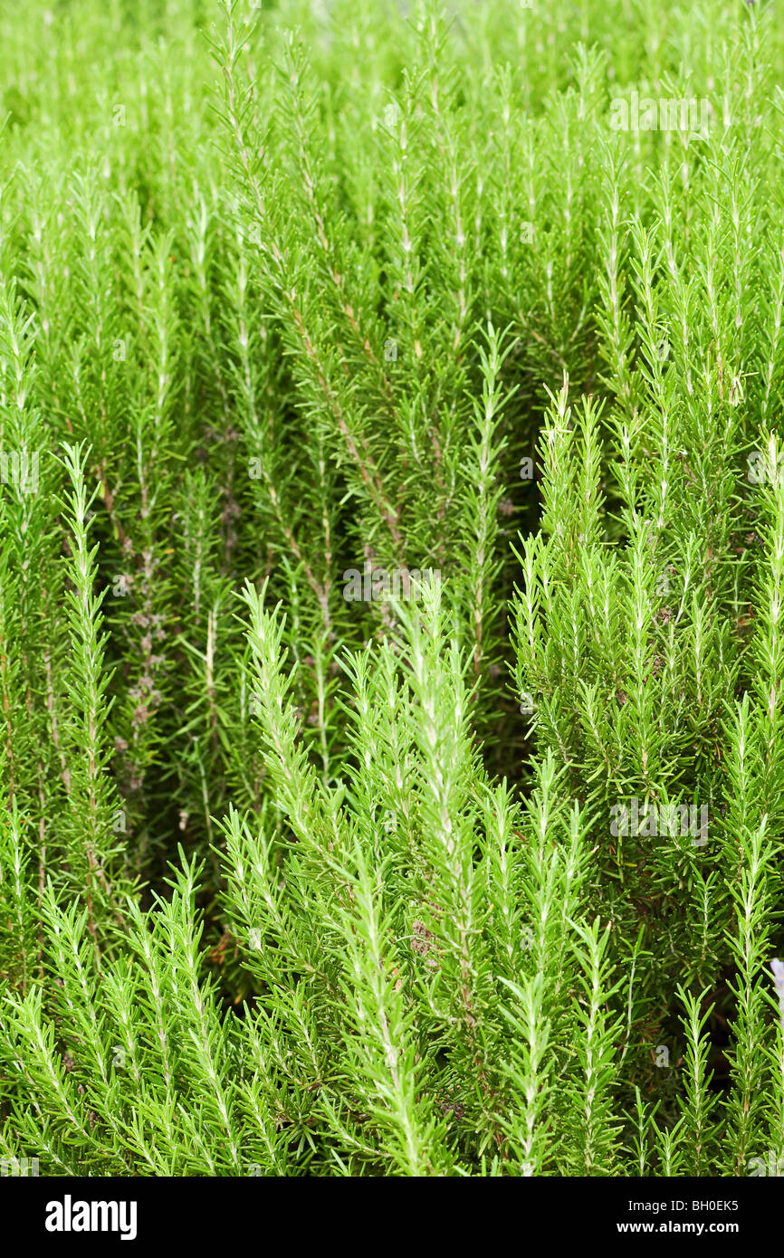 California giardino piante perenni con uno sfondo verde Foto Stock