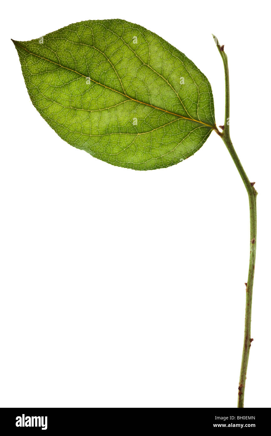 Foglia verde isolato su uno sfondo bianco Foto Stock