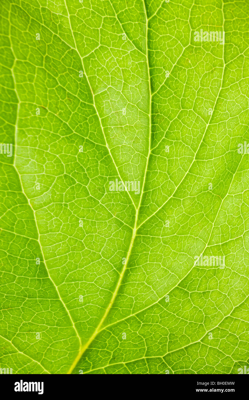 Foglia verde con vene sfondo macro o uno sfondo Foto Stock