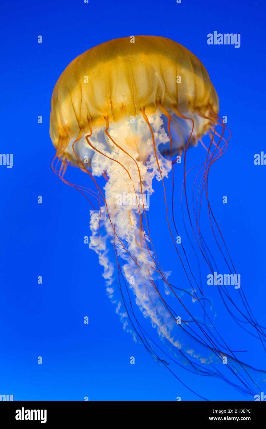 Close up di un pacifico mare Meduse di ortica in un acquario Foto Stock