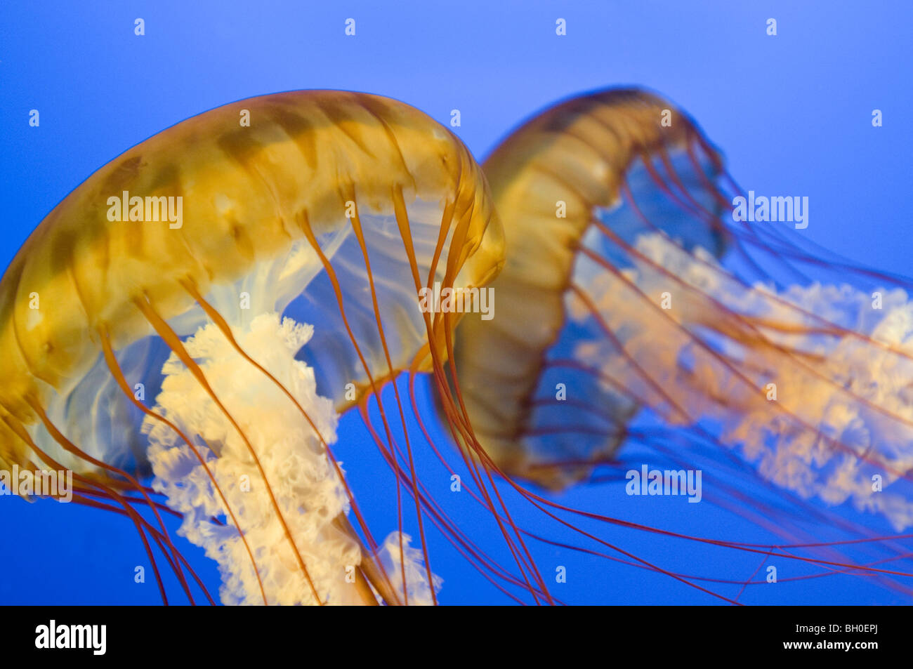 Chiusura del pacifico mare Meduse di ortica in un acquario Foto Stock