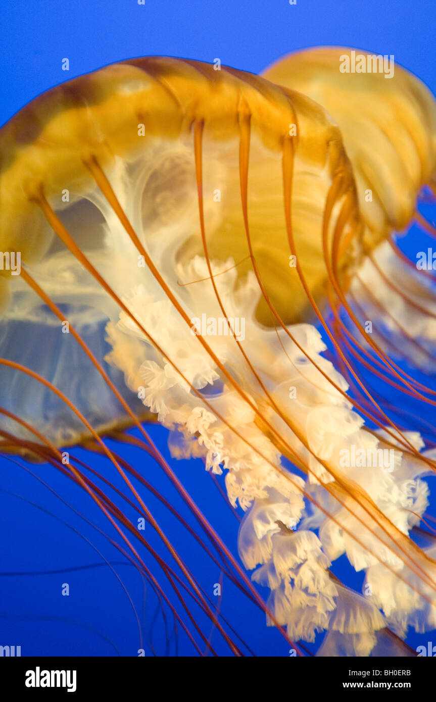 Chiusura del pacifico mare Meduse di ortica in un acquario Foto Stock