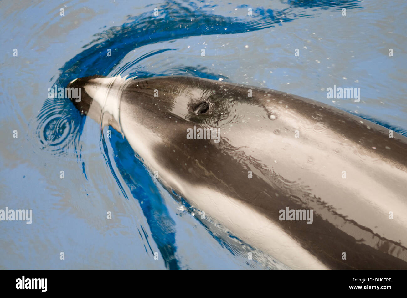 Pacific white-sided dolphin da sopra illustrante il blowhole Foto Stock