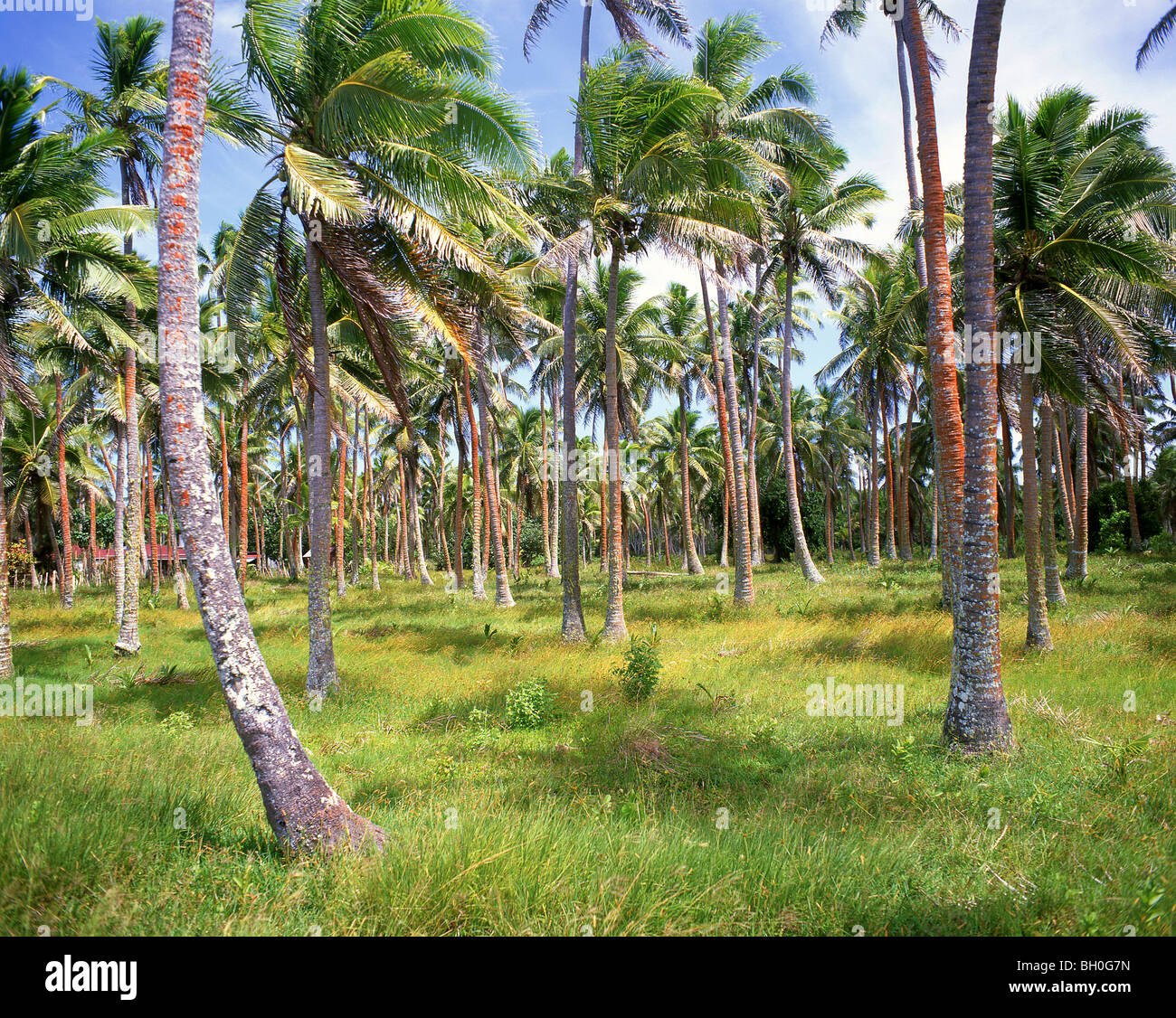 Palma da cocco plantation, Vahe Loto, Tongatapu, Regno di Tonga Foto Stock