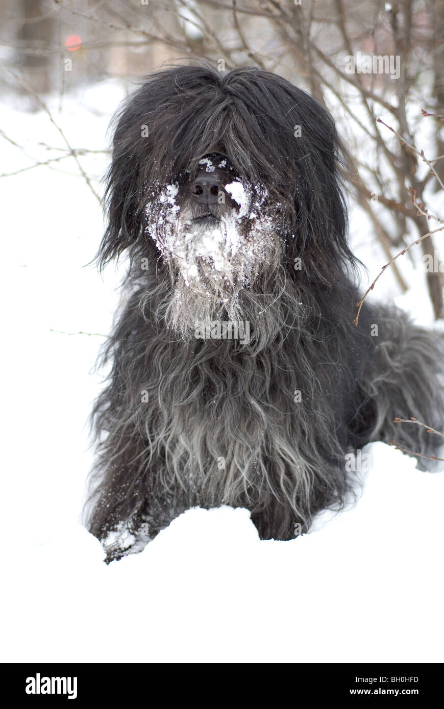 Bouvier des Flandres Foto Stock