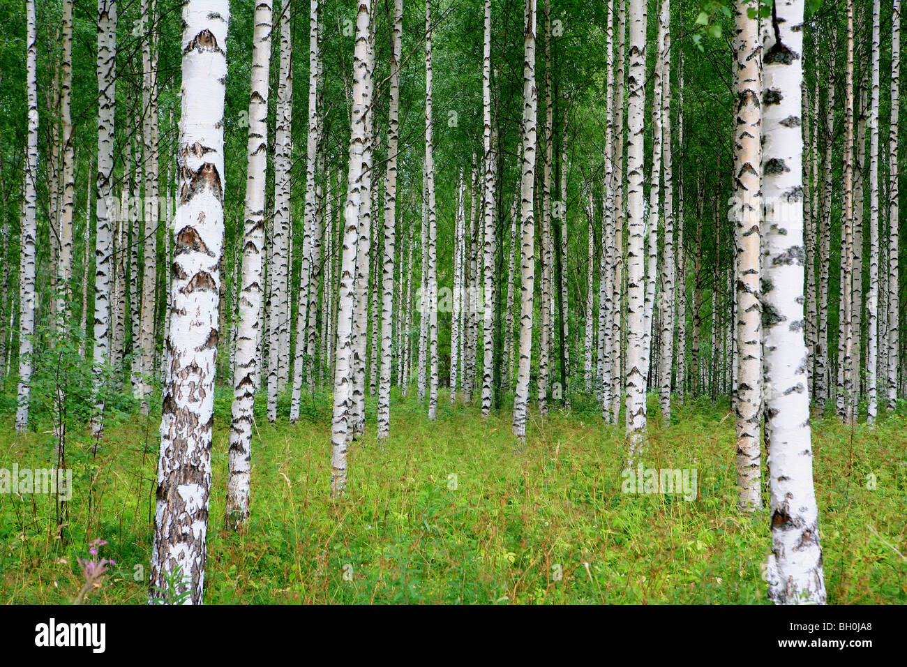 Tronchi in una foresta di betulla, Saimaa Lake District, Finlandia, Europa Foto Stock