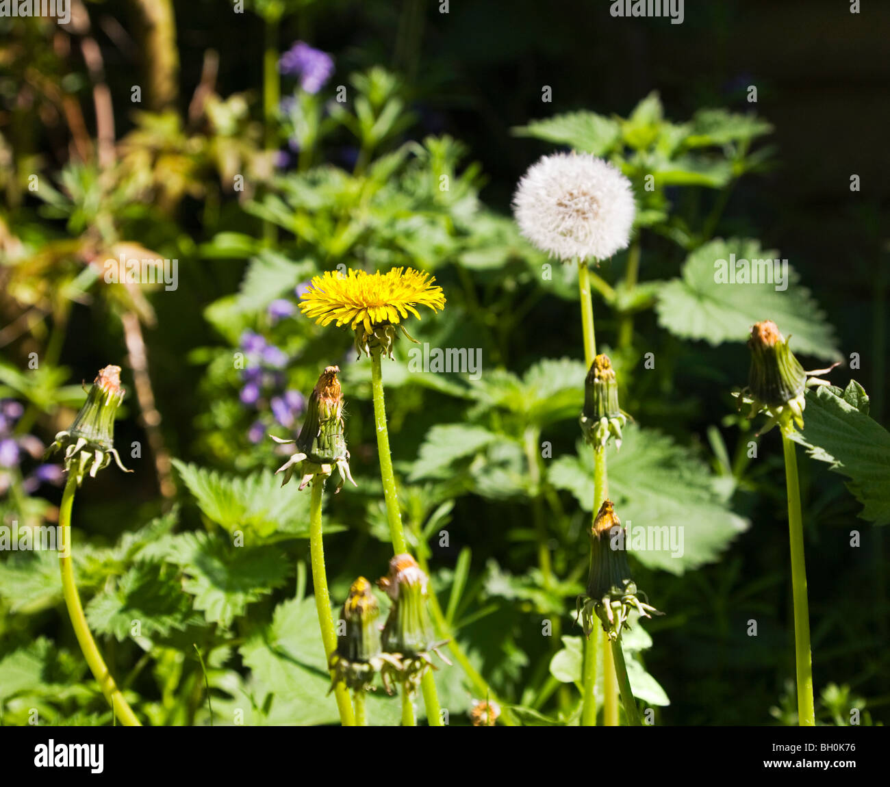 Un gruppo di tarassaco e ortica. Le erbacce in un giardino inglese. Molla. Regno Unito. Foto Stock