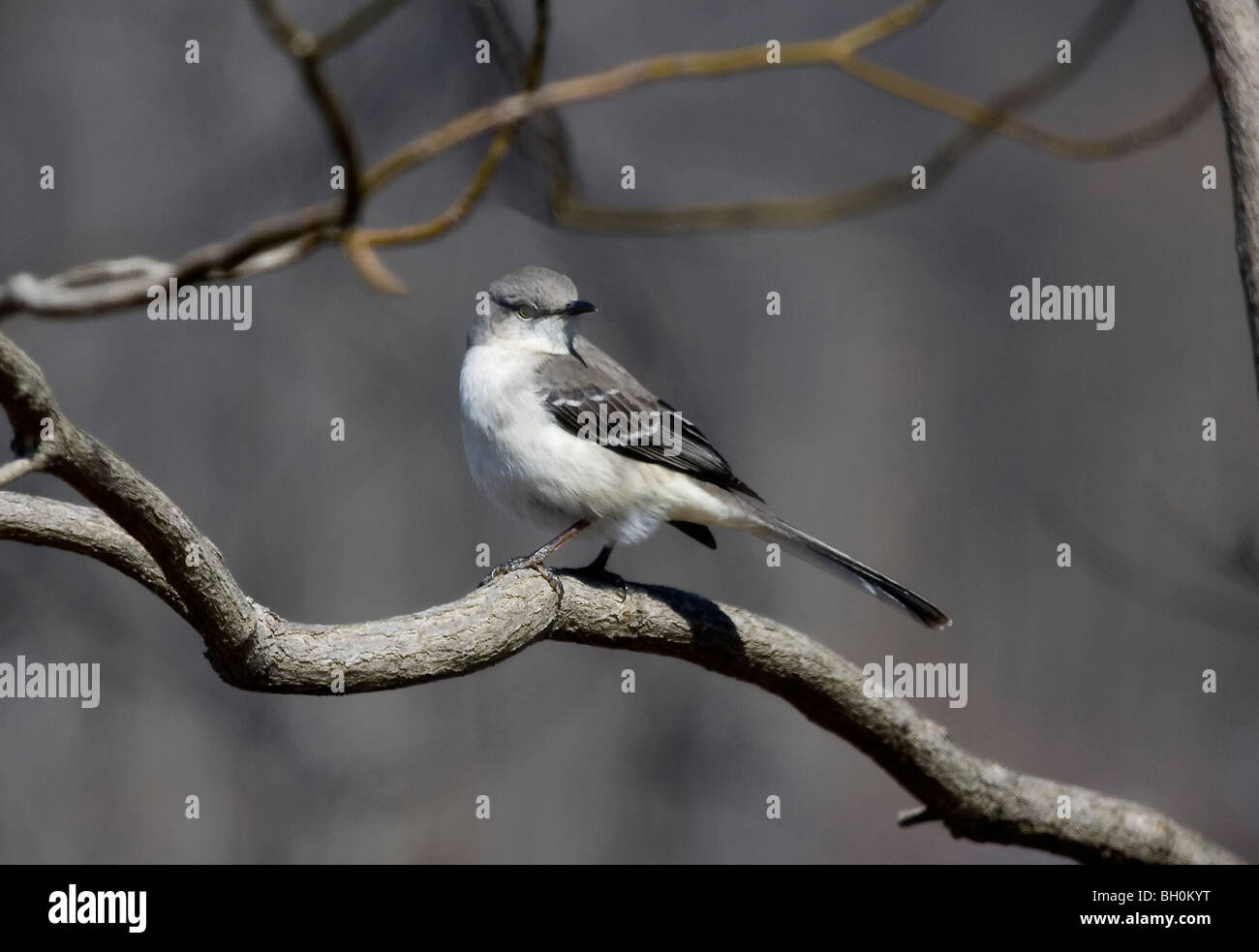 Blue-Gray Gnatcatcher sono ' appollaiati sul lembo di albero. Foto Stock