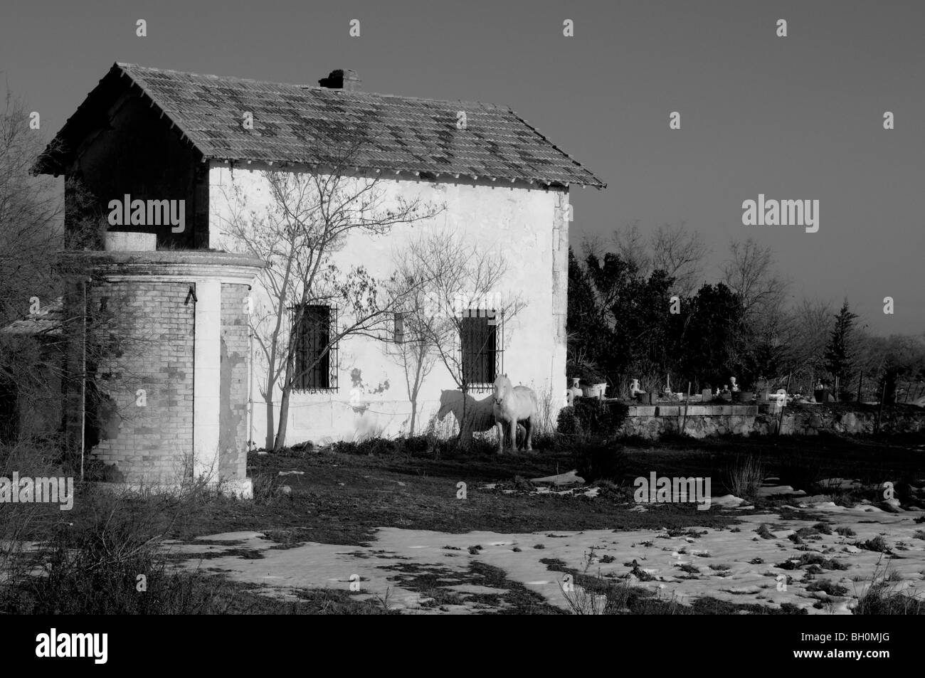 White Horse in piedi di fronte a una farm house, la Camargue, Francia meridionale Foto Stock