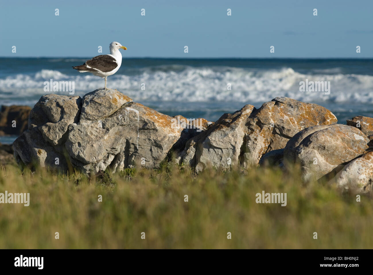 Cape Gabbiano, Larus dominicus, Cape Agulhas, Sud Africa. Foto Stock