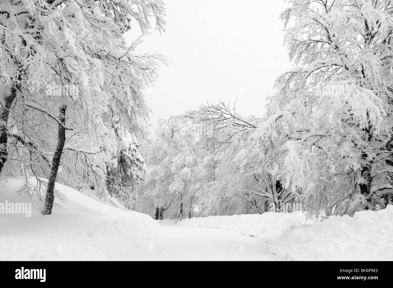 Strada in Cevennes montagne coperte di neve, tra le Vigan e Mont Aigoual, Gard, Francia meridionale Foto Stock