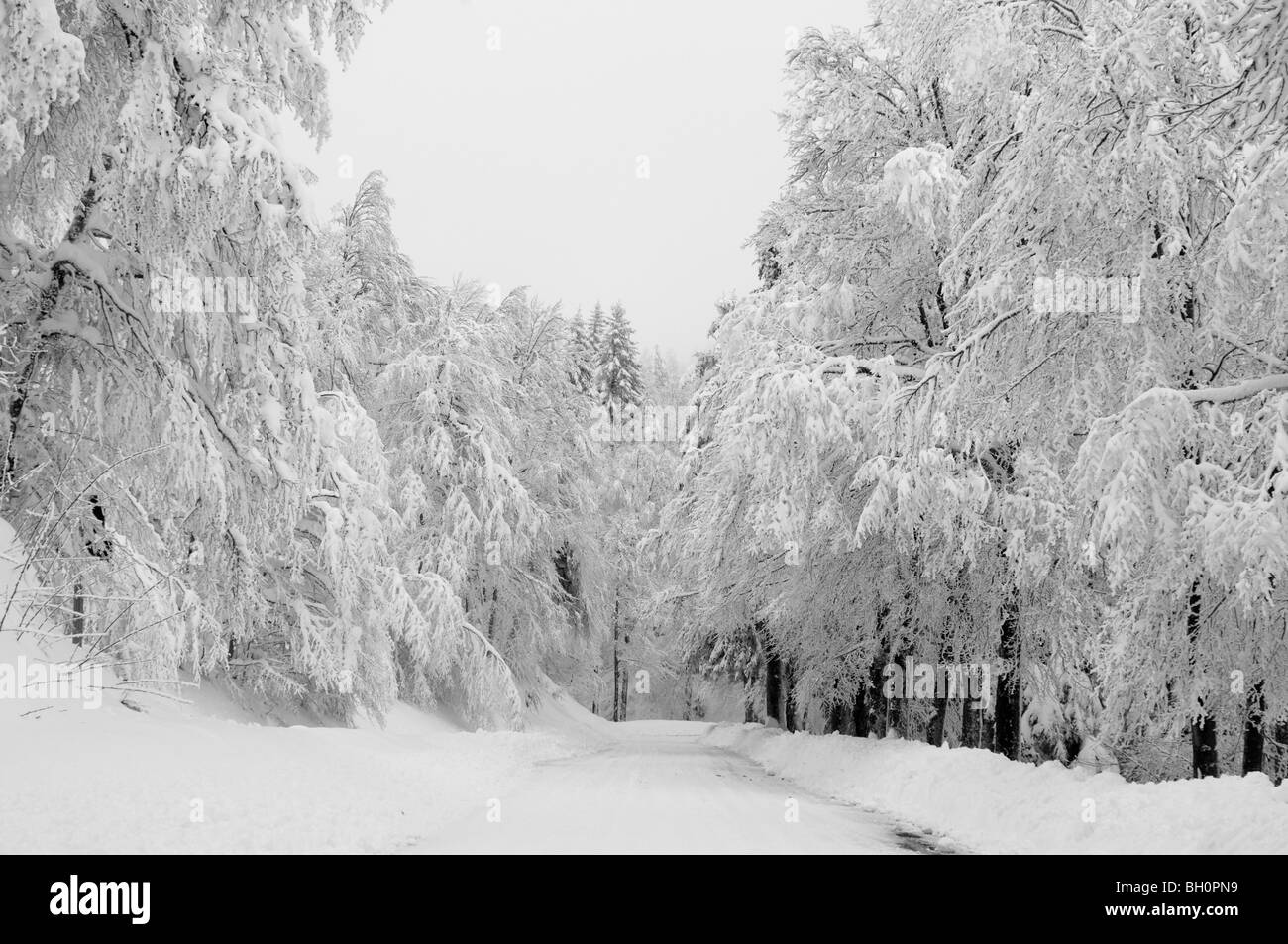 Strada in Cevennes montagne coperte di neve, tra le Vigan e Mont Aigoual, Gard, Francia meridionale Foto Stock